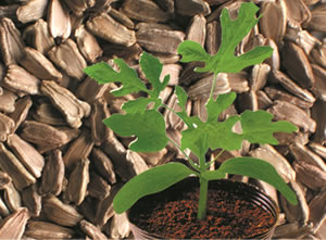 ������һ��